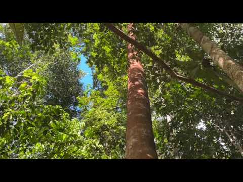 Sumac Socoy (Icaro with lyrics)