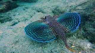 Dive completely into Ilha Grande