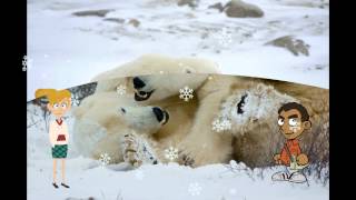 Fun Facts About Polar Bear