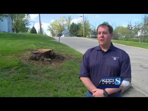 Tree slams into officer during traffic stop