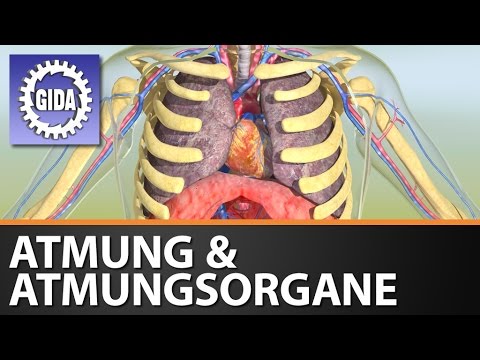 Trailer - Atmung & Atmungsorgane - Biologie - Schulfilm