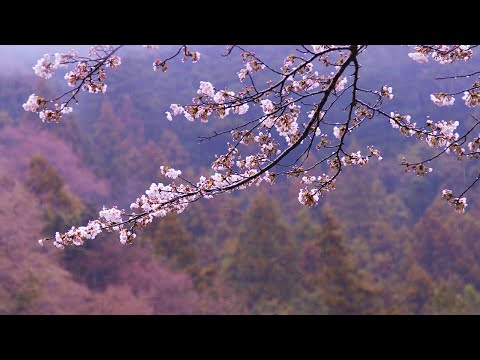 Cherry Blossom under the Rain, Best Spring Sakura for to Relax