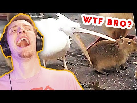 Die "nettesten" Tiere der Welt - r/AnimalsBeingJerks