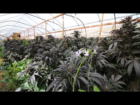 Croptober 2018 Episode 2: Kiona Tropical & Heirloom Cannabis