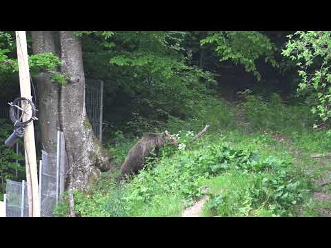 Ursul si gardul electric, Romania 2020