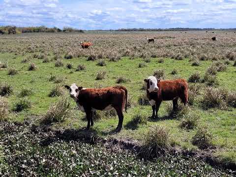 Venta de 1.262 Has. en La Paz - Entre Rios