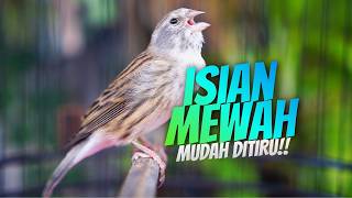 Download lagu ISIAN MEWAH FAVORITE JURI! Masteran Kenari Isian Blackthroat GACOR MUDAH DITIRU BURUNG BAHAN mp3