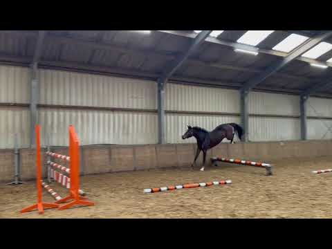 DHT 22-01-2026: Bling Lady, mare, 2021 by Baloutaire PS