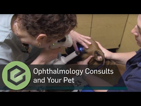 Veterinary Ophthalmology Consults and Your Pet