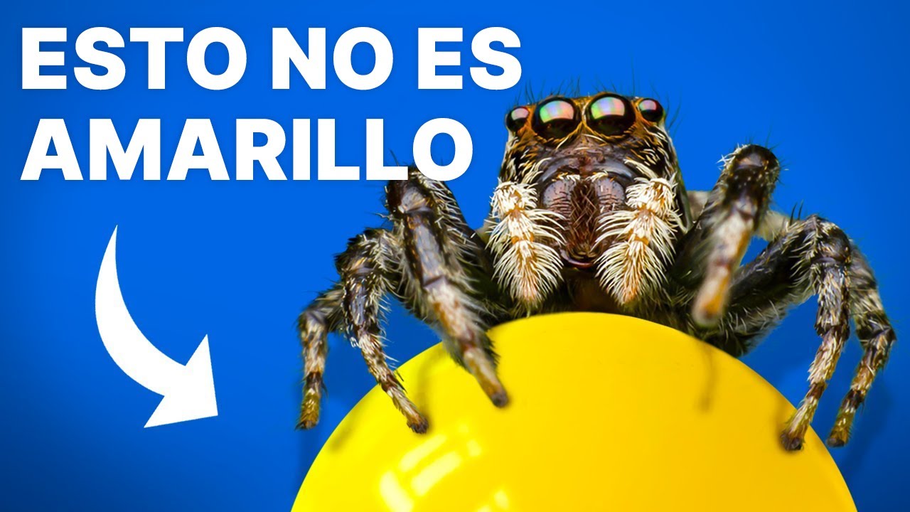 Lo Que las Arañas Saltarinas Nos Enseñan Sobre el Color