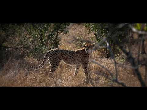 Cristóbal Dión - Savannah (EXOTICA)