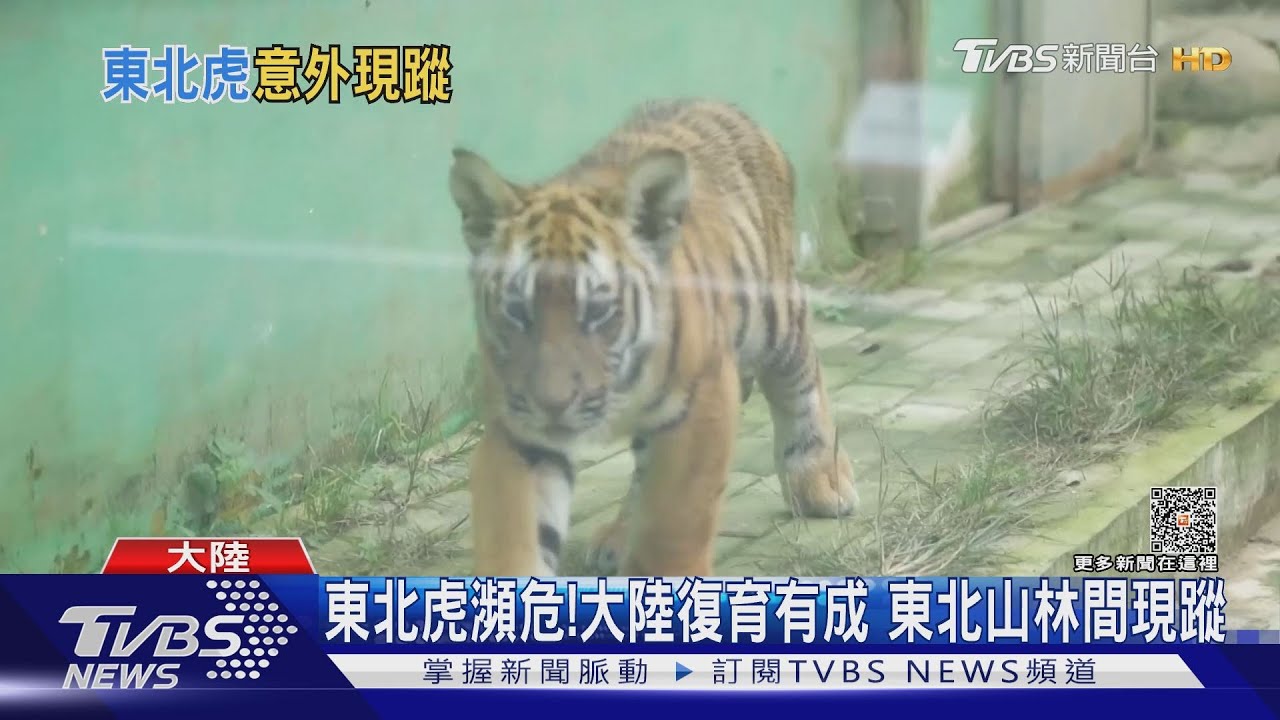 瀕危東北虎現蹤！牛隻被啃爛　當地示警：非必要不外出