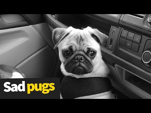 Pugs emotional on stage Mp4 3GP Video & Mp3 Download unlimited Videos Download Pugs emotional on stage Mp4 3GP Video & Mp3 Download unlimited Videos Download