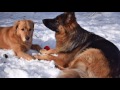 GSD ZENDAYA And Golden Retriever MILEY