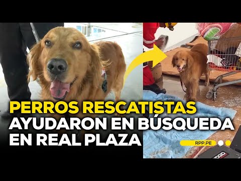 🐾 Perrito ayudó en la búsqueda de heridos en Real Plaza: conoce a Arif #ENCENDIDOSRPP | DESPACHO