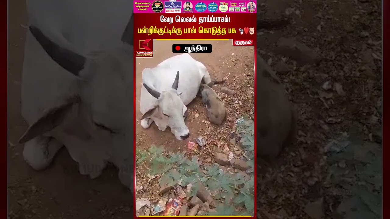 வேற லெவல் தாய்ப்பாசம்! | MotherlyLove | AnimalBond | Andhra Pradesh | COW | PIG | Kumudam News
