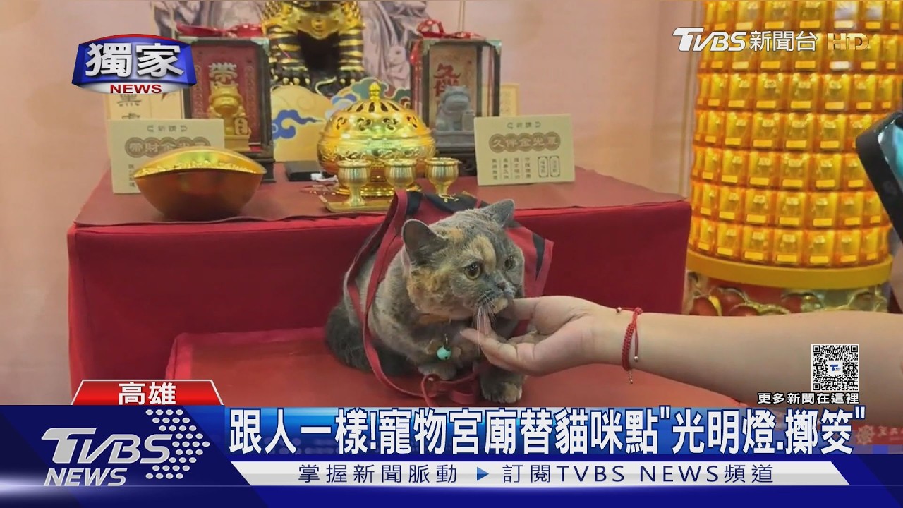 獨家影音/貓咪變廟方主委! 首座寵物宮廟現身博覽會 高雄展覽館卻漏水