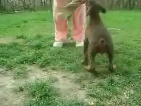 Dinas Affaraon Baghari