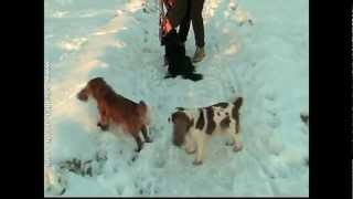 preview picture of video 'Cavalier King Charles Spaniel breeder Kavaliri hrastove šume at the snow 2012-02-18'