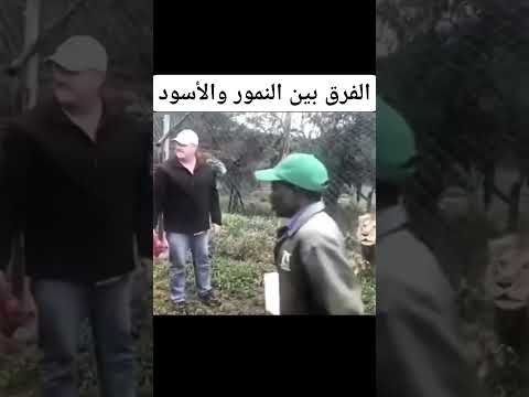 الفرق بين النمور والأسود كما لم تشاهده من قبل!🔥🦁🐅