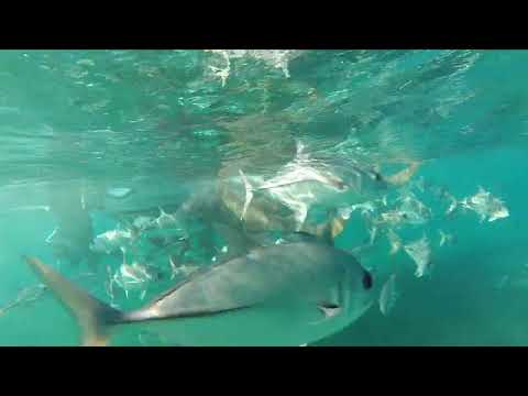 Video thumbnail — Rowan Byrne Marine Biologist Shark Dive Video Belize November 2017
