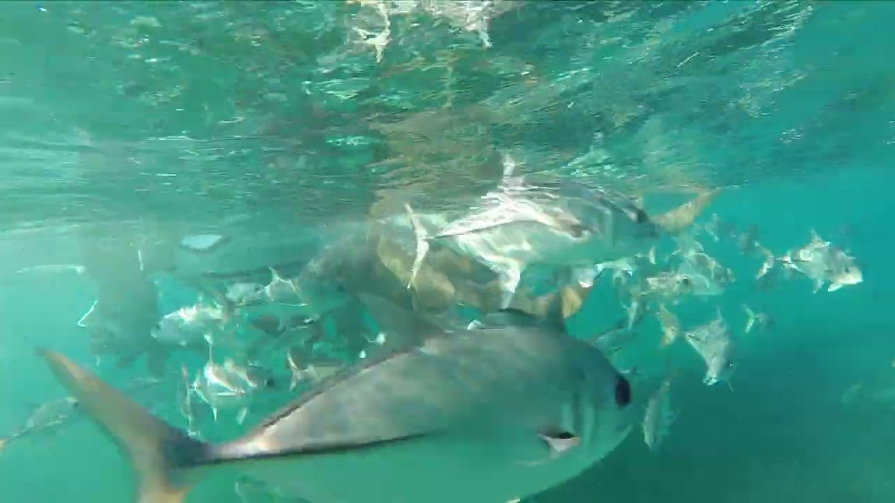 Video thumbnail — Rowan Byrne Marine Biologist Shark Dive Video Belize November 2017