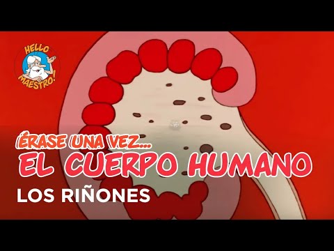 Once Upon a Time... The Human Body - The Kidneys - Hello Maestro