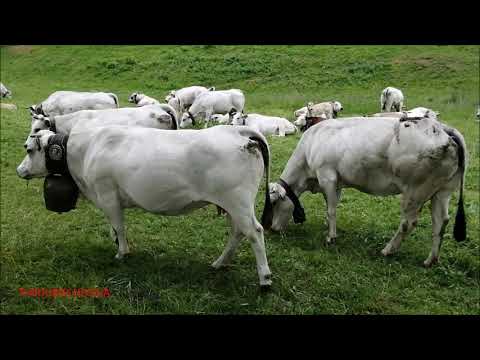 MUCCHE E VITELLINI AL PASCOLO A MADONNA DEI BOSCHI " BOVES " (CN) DOM. 30 - 1 - 2021.