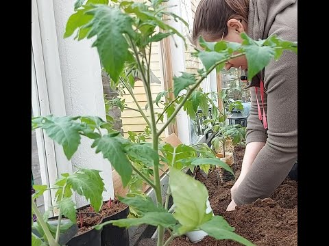 , title : 'Tomaatin istutus kasvihuoneeseen 🍅🌱 Vihdoin! Omakotitalon puutarha 🌻'
