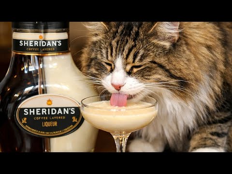 The most funny cats in the kitchen 😺🤗