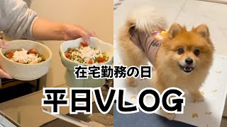 【犬のいる暮らし】在宅勤務の日|ポメラニアンとの平日VLOG