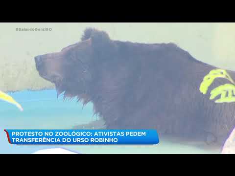 PROTESTO NO ZOOLÓGICO: ATIVISTAS PEDEM TRANSFERÊNCIA DO URSO ROBINHO