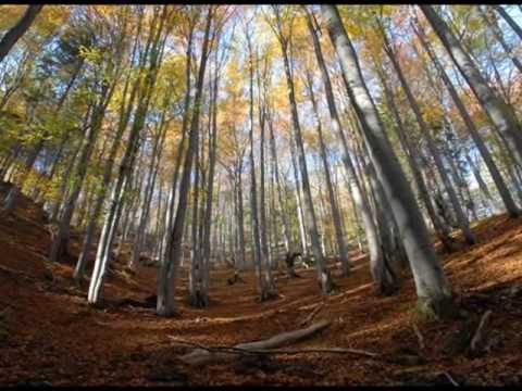 Miroslav Saniga: Čarokrásna príroda/Enchanting Nature