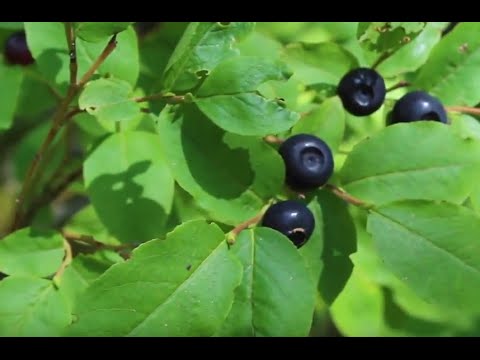 download lagu mp3 mp4 What Are Huckleberries, download lagu What Are Huckleberries gratis, unduh video klip What Are Huckleberries