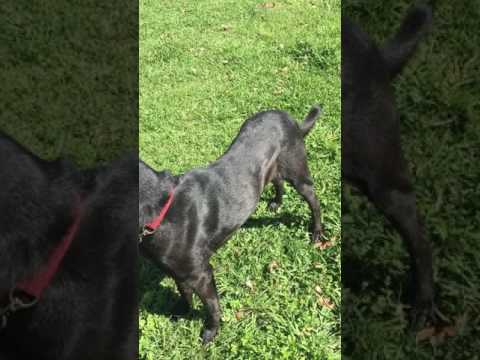 Colt #7, an adopted Black Labrador Retriever in Killingworth, CT_image-1