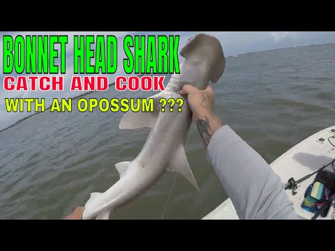 download lagu mp3 mp4 Bonnethead Shark Recipe, download lagu Bonnethead Shark Recipe gratis, unduh video klip Bonnethead Shark Recipe