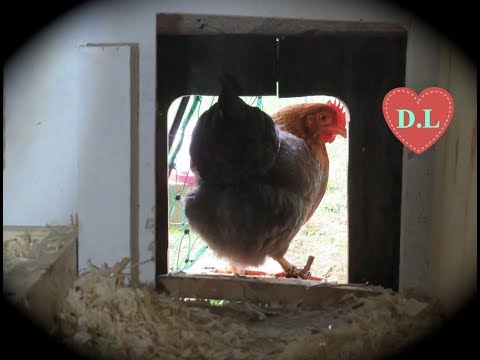 Das beste Bio Hühnerfutter.