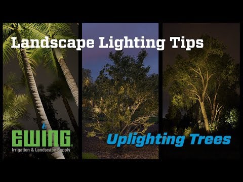 image-How do you light a very large tree?