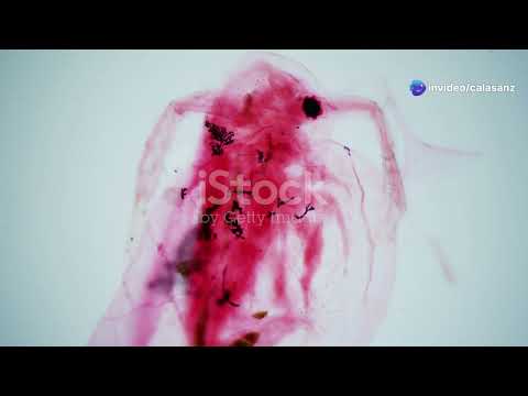 Circulación en vertebrados e invertebrados