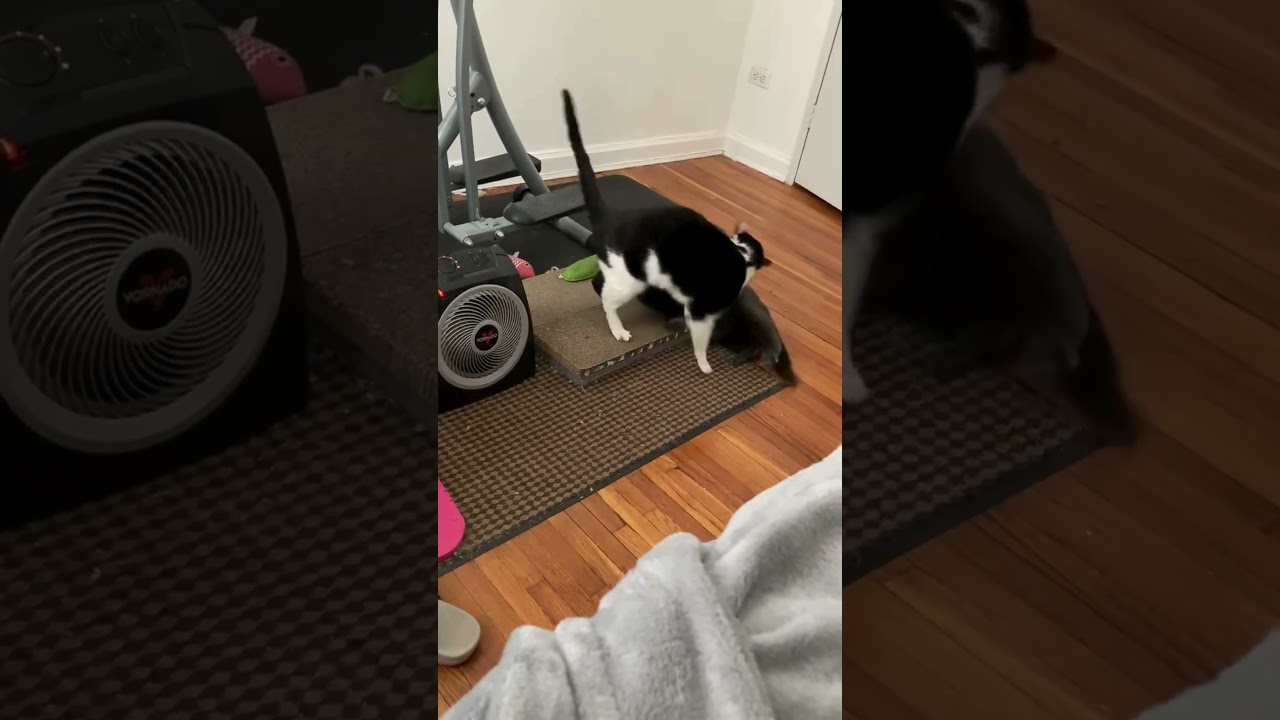 Enlarge Mix, a Adoptable Domestic Short Hair in New York, NY video 2/6