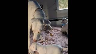 Rajapalayam Puppies Videos