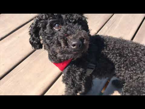 Lumix GH5 vs iPhone 7