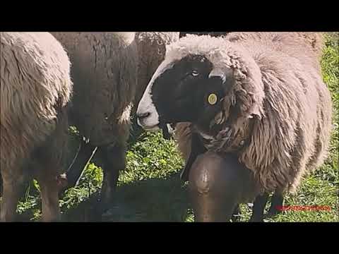 BOVINI, OVINI E CAPRINI ALLA FIERA DA' PAI' DA' RAMIE A POMARETTO. (TO)  SAB. 19 - 11 - 2022.