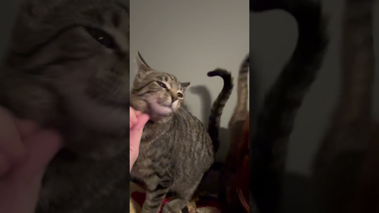 Enlarge PittyPat, a ADOPTABLE mixed breed in Lombard, IL video 6/6