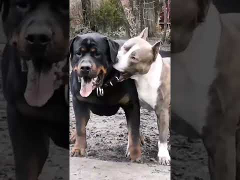 Pitbull vs rottweiler real fight #shorts #pitbull #rottweiler #dangerous #viral