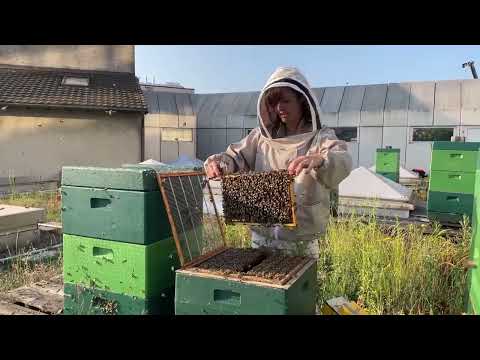 Imkern in der Stadt Zürich, Limmatplatz