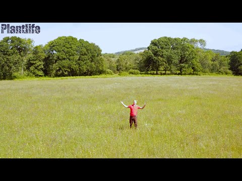 #NationalMeadowsDay: Mike Dilger explores Plantlife's gorgeous Ryewater Farm Nature Reserve
