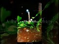 Silu Silu Vendru Poongatru Whatsapp Status Song ️ ️