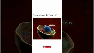 From Chromosome to Gene: Understanding the Basics! 🧬 | Genetics Made Simple
