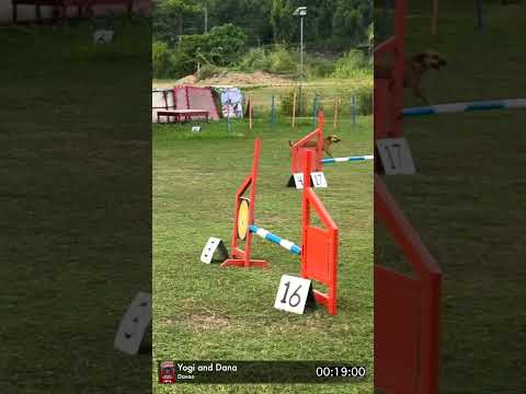 Aspin DOG AGILITY